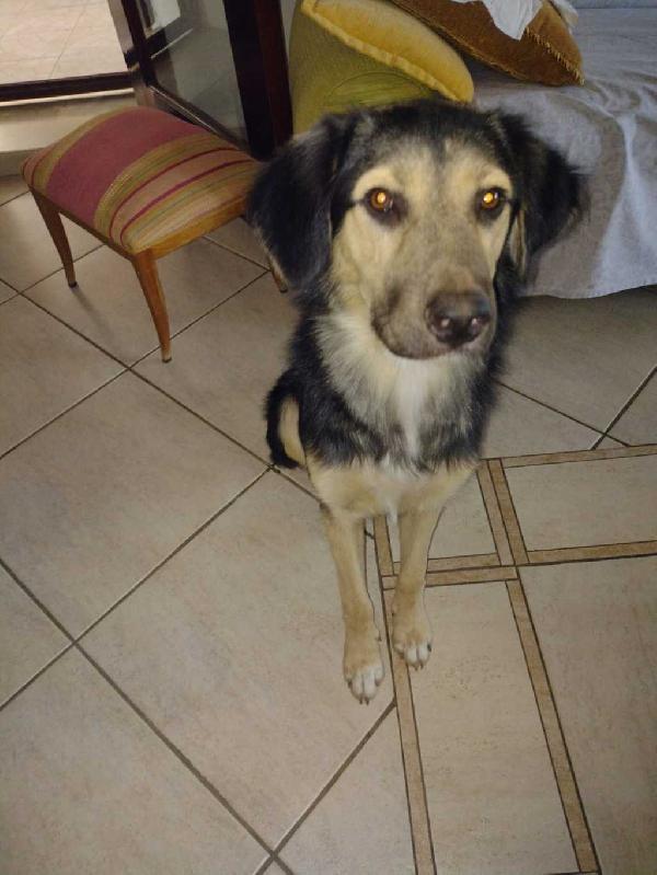 Ciao a tutti da Remì.! Splendido Simil Pastore di 9 mesi (Catania) Foto 6